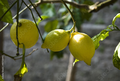  Some ripe lemons hanging on a tree