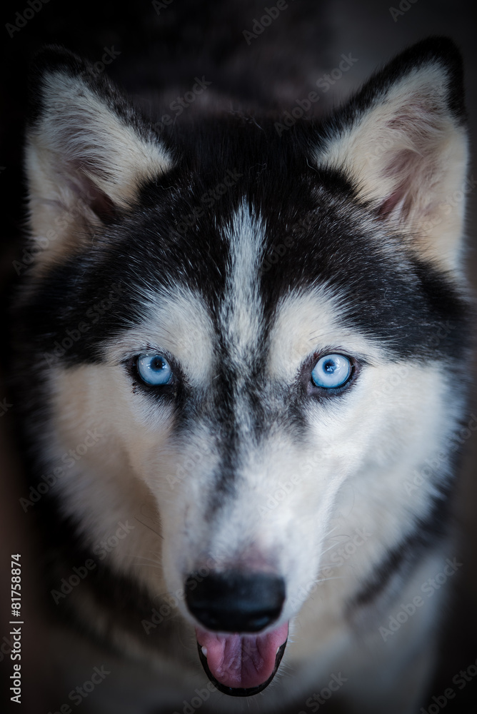 Obraz premium siberian husky