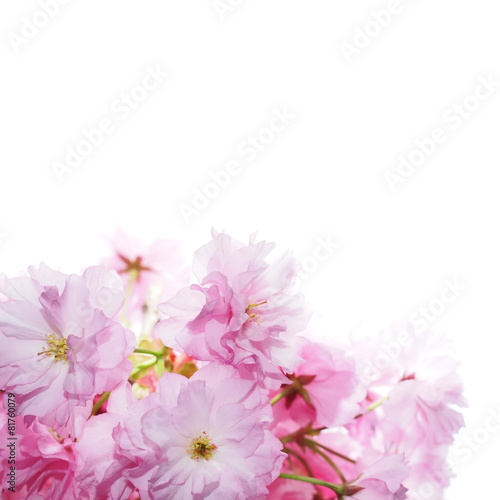 Cherry blossom  flowers isolated on white background
