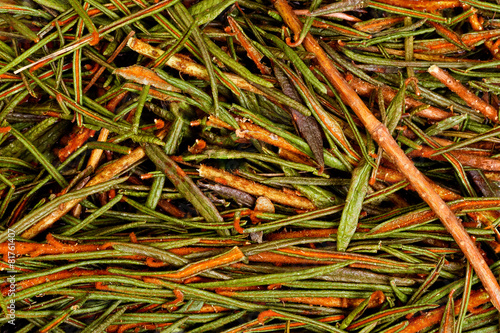 Marsh (Northern) Labrador Tea (Ledum palustre). photo