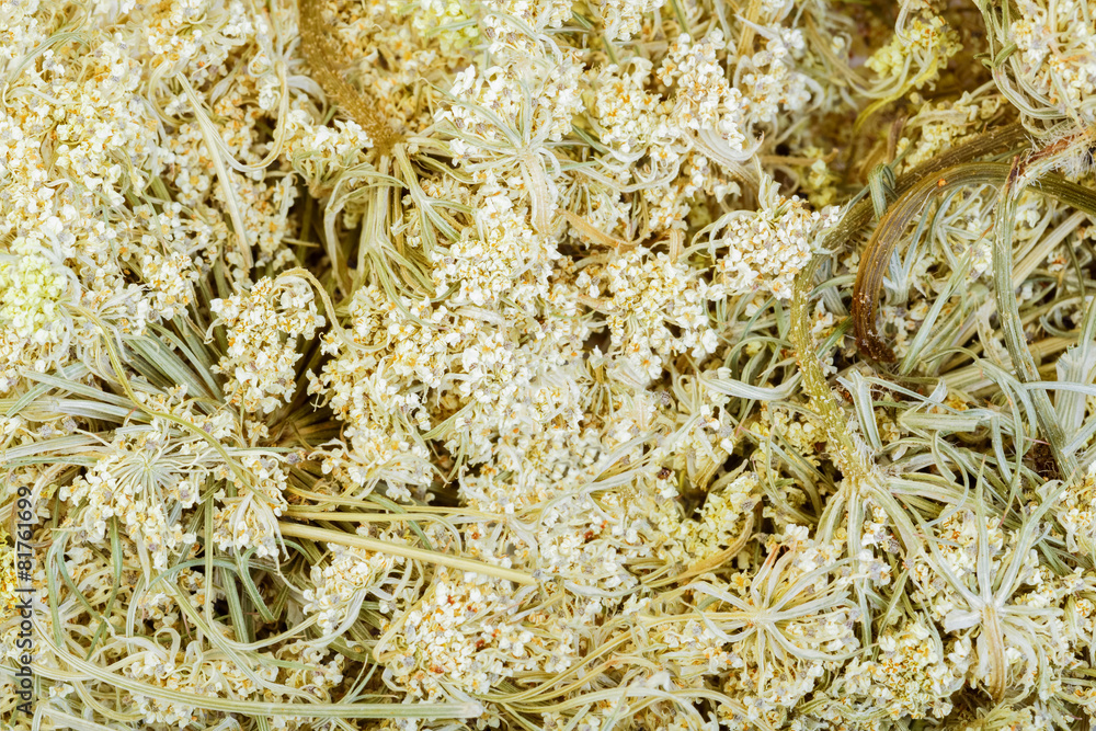 Daucus carota - wild carrot, close-up. Daucus carota - wild carrot, close-up.