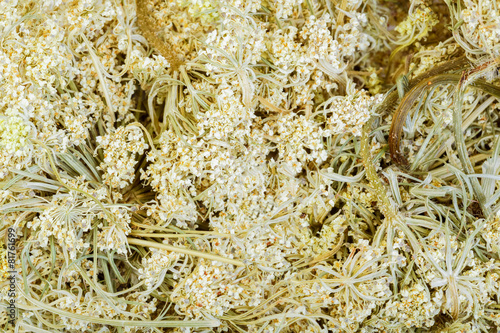 Daucus carota - wild carrot, close-up. photo