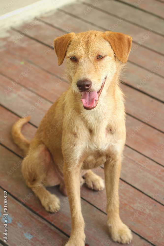 Brown dog sitting on the floor are staring. Brown dog sitting on the floor are staring.