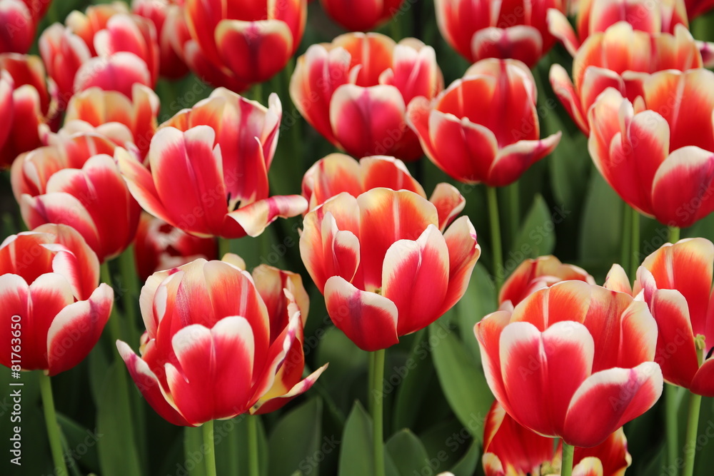 Tulpenblüten Tulpenblüten