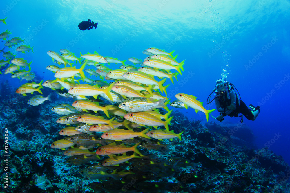 custom made wallpaper toronto digitalScuba Diving with fish on coral reef