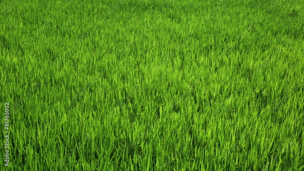 Young shoots of rice swaying in the wind Young shoots of rice swaying in the wind