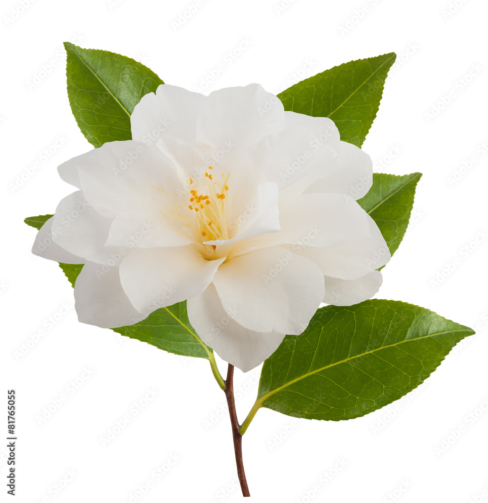 Fototapeta premium camellia flower