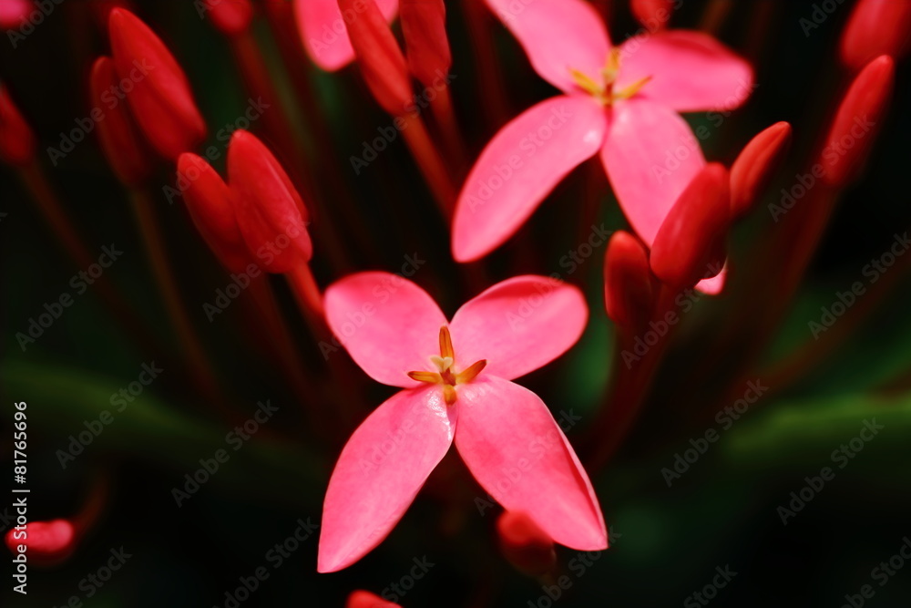 Fototapeta premium beautiful flower in garden