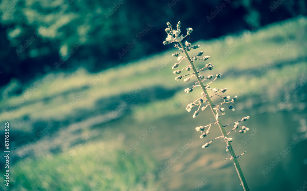 Forest pond