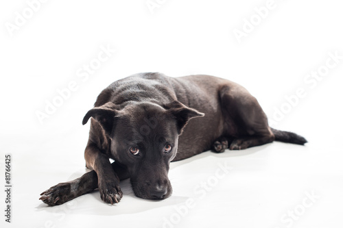 Bored  Black  Mixed-Breed Dog