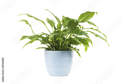 Indoor plants
