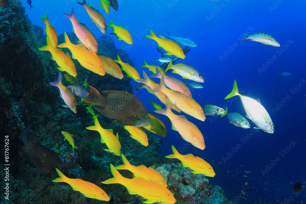 Fototapeta premium School yellow fish: Yellowsaddle Goatfish