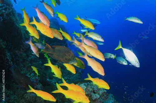 School yellow fish: Yellowsaddle Goatfish