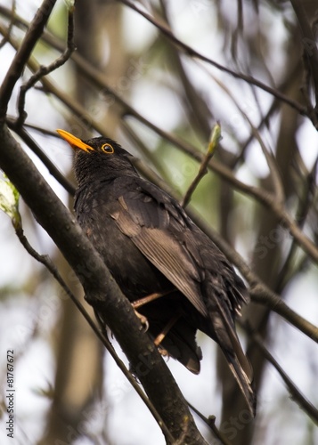 Blackbird (Turdus Merula)
