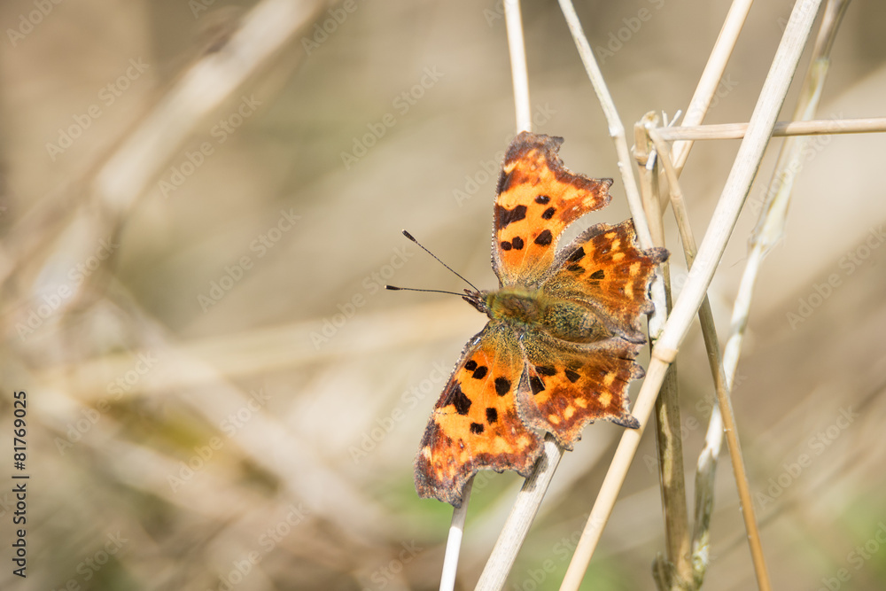 Comma butterfly