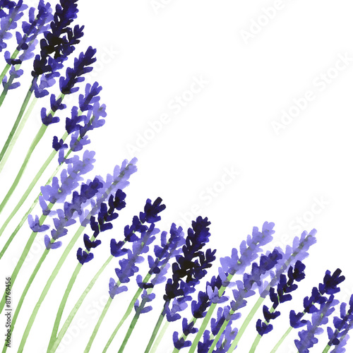 Vector background with violet watercolor lavender