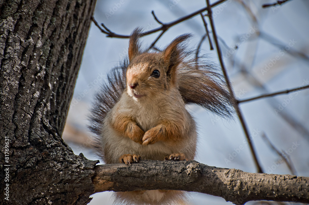 Squirrel Squirrel