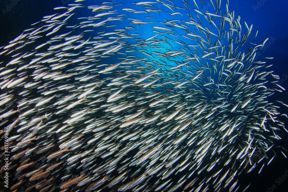 Obraz premium Sardines fish school in ocean
