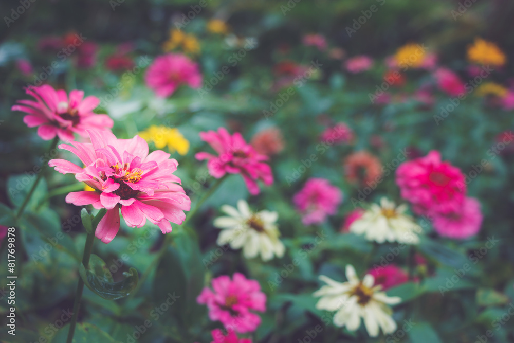 Zinnia flower Zinnia flower