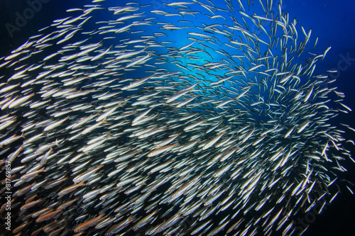 Sardines fish school in ocean