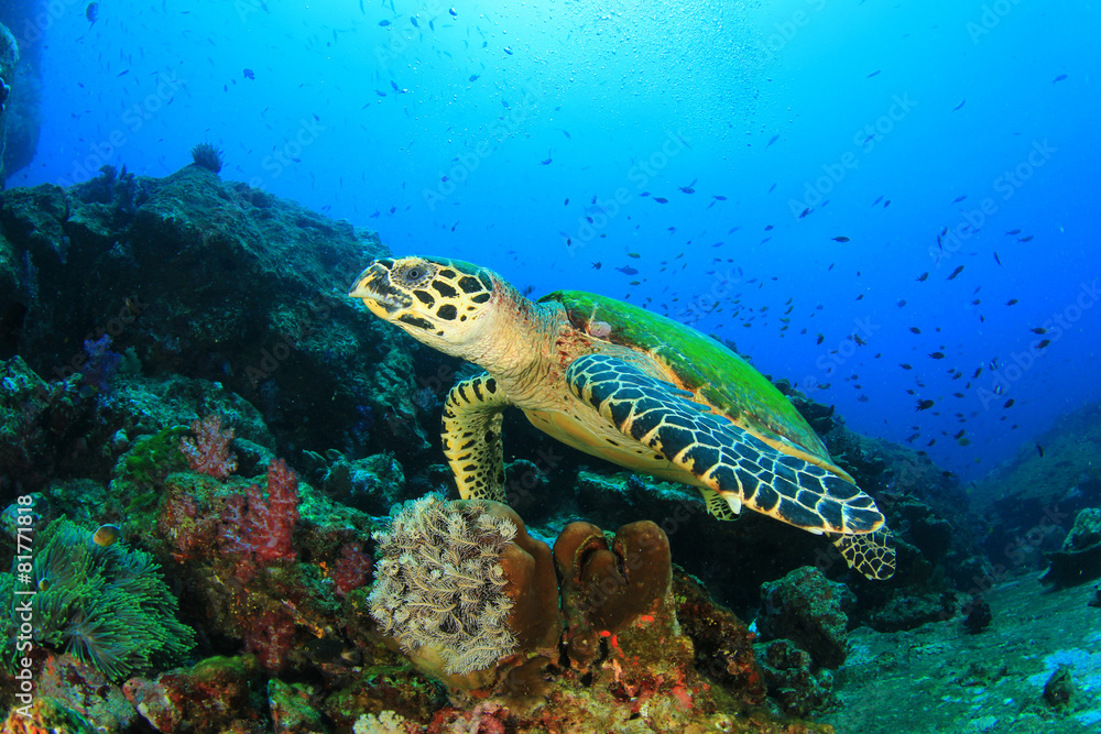 Hawksbill Sea Turtle on coral reef Hawksbill Sea Turtle on coral reef