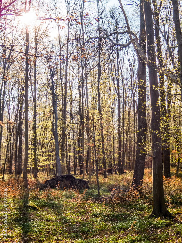 Obraz premium Buchenwald