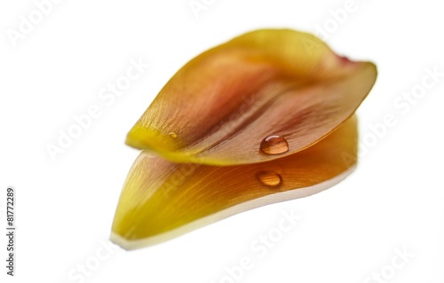 Tropfen am Tulpenblatt