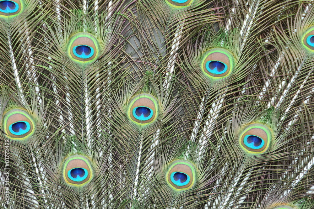 Obraz premium Peacock tail feather abstract view.