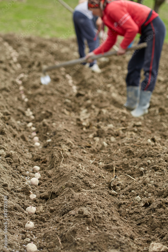 Family of peasants sowing potatoes Family of peasants sowing potatoes