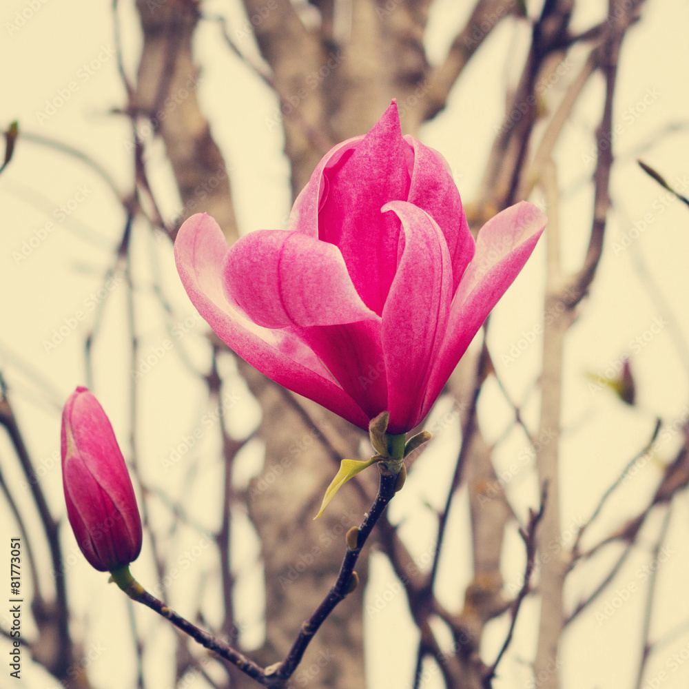 Naklejka premium Flower pink Magnolia. The image is tinted and selective focus.