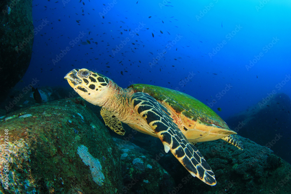 Fototapeta premium Hawksbill Sea Turtle