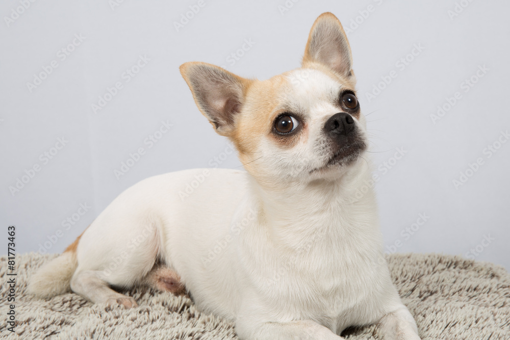 Closeup portrait of white  Chihuahua against grey background