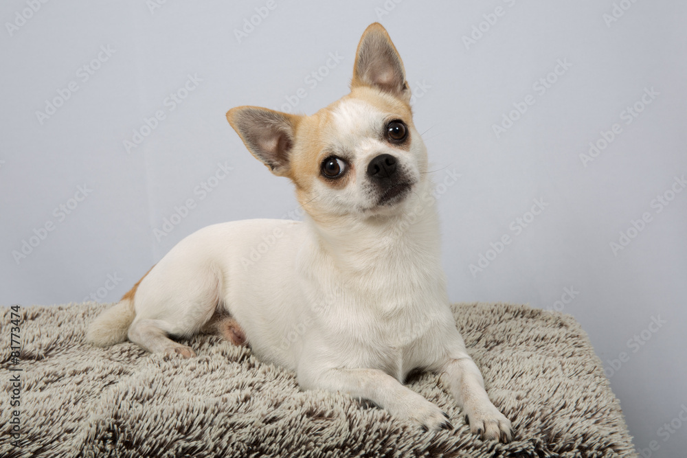 Closeup portrait of white dog Chihuahua against grey background