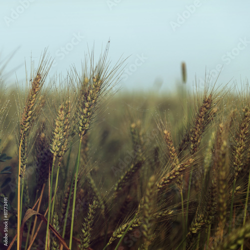 Small water drops over wheat on the field - vintage