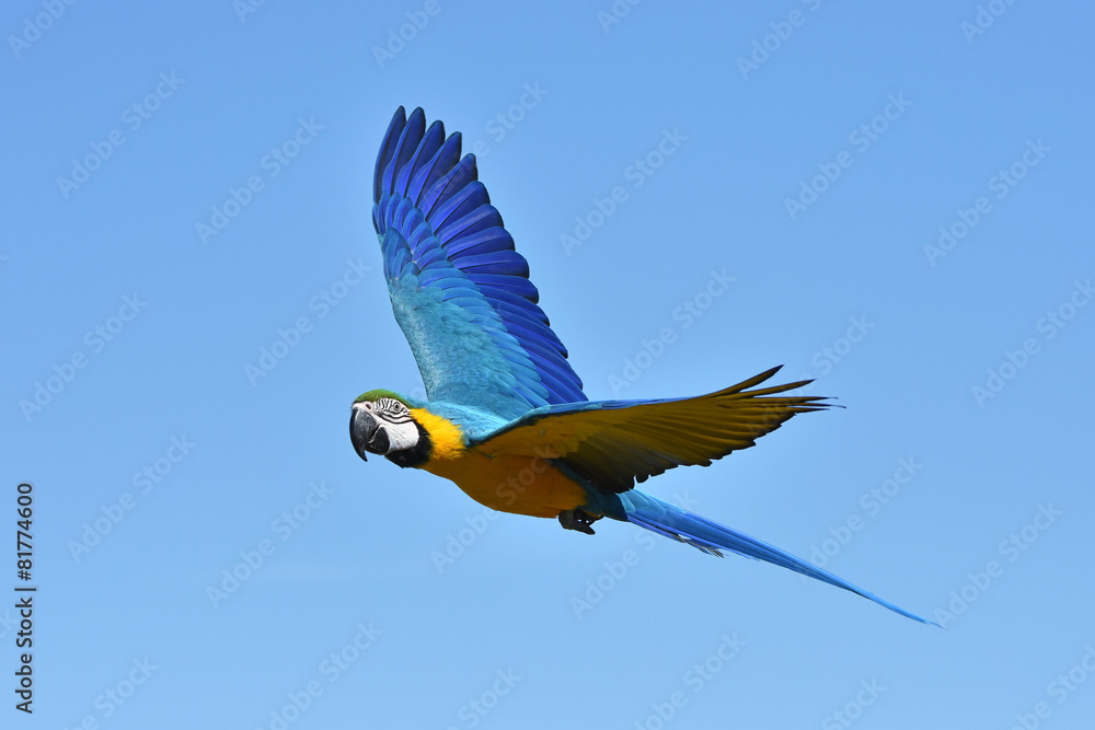 Fototapeta premium Niebiesko-żółta Ara (Ara ararauna)