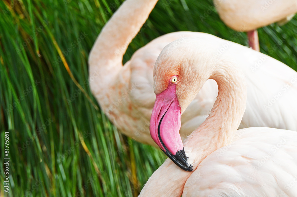 Pink flamingo detail