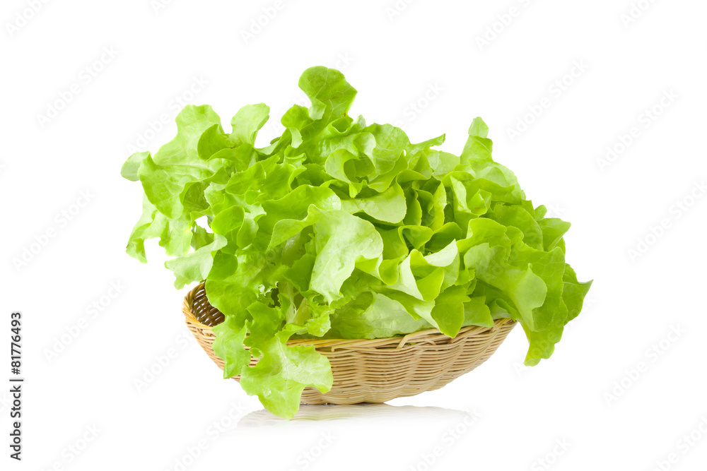Green oak leaf lettuce isolated on white Green oak leaf lettuce isolated on white