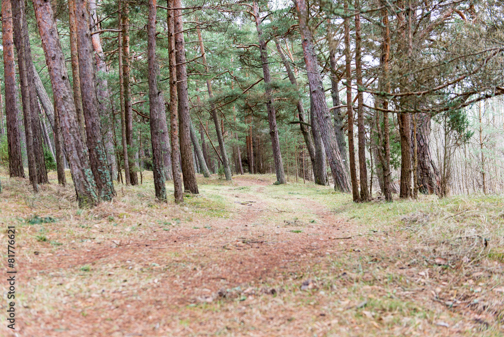 Obraz premium empty country road in spring