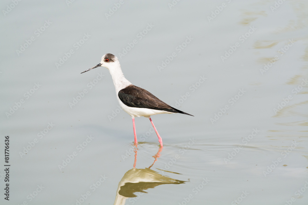Himantopus himantopus Himantopus himantopus
