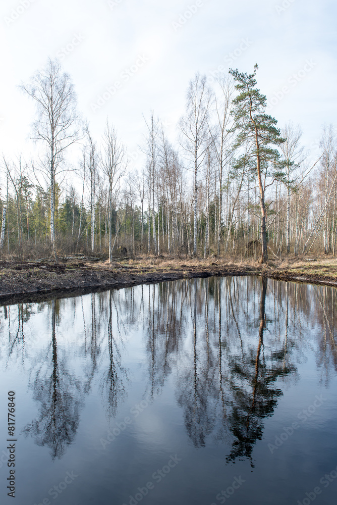 reflections of trees in water