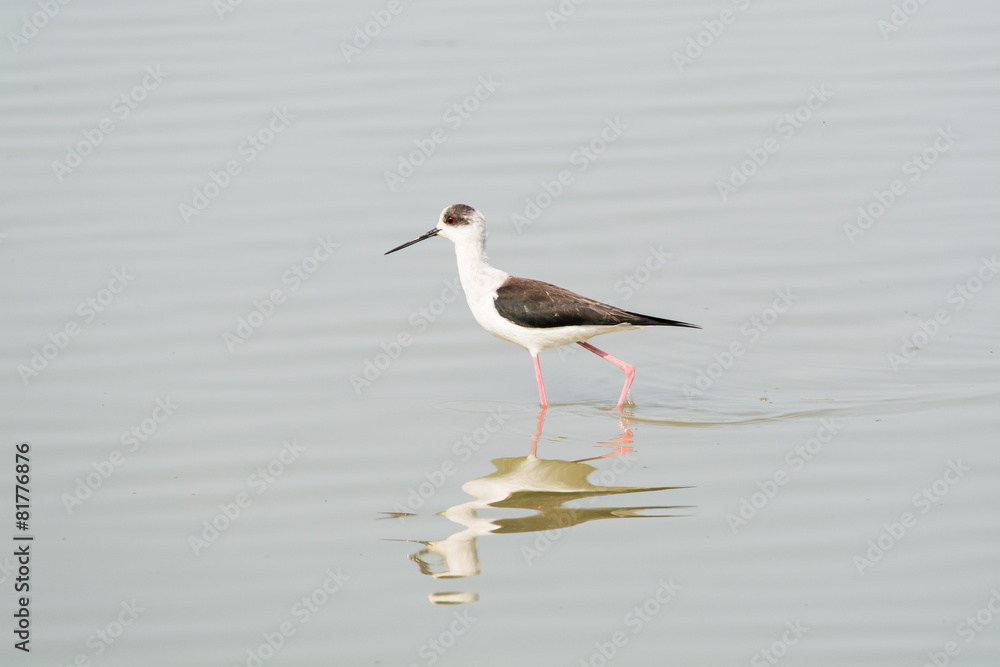 Himantopus himantopus Himantopus himantopus