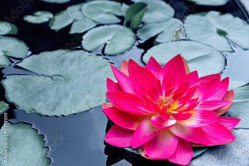 Fototapeta Naklejka Na Ścianę i Meble -  Red waterlily or lotus blossom