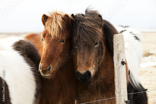 Fototapeta Naklejka Na Ścianę i Meble -  Herd of Icelandic ponies