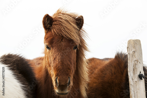 Canvas Print Portrait of an Icelandic pony with a brown mane