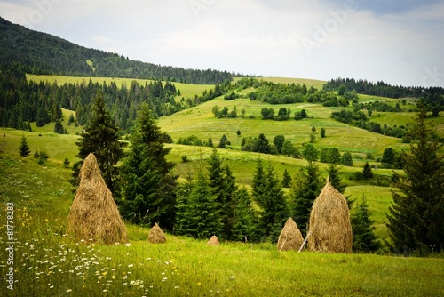 Fototapeta Naklejka Na Ścianę i Meble -  Summer landscape in the Carpathians