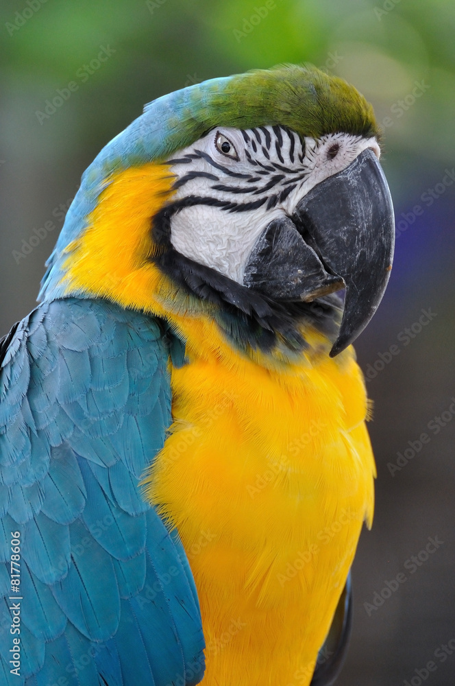 Close up beautiful macaw bird with angry eye action.