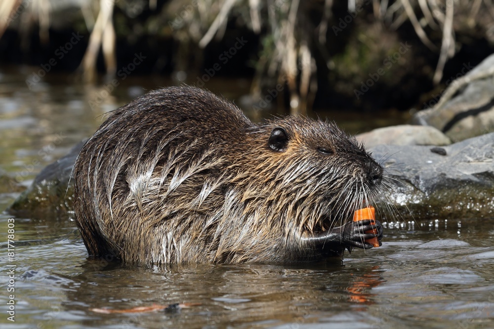 Wild nutria (Myocastor coypus) eat in the water. Spring Wild nutria (Myocastor coypus) eat in the water. Spring