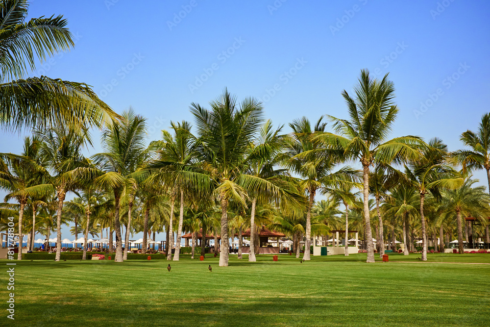 field of grass and coconut palms . Oman field of grass and coconut palms . Oman