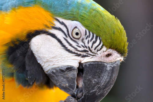 Close up beautiful macaw bird