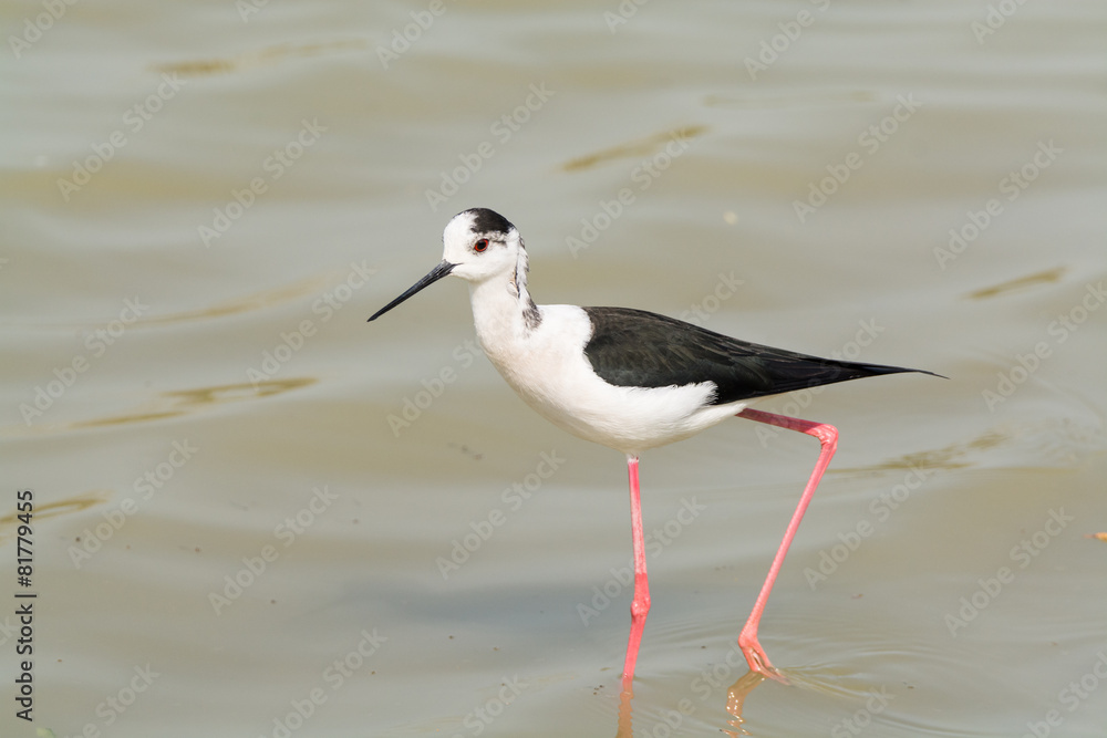 Himantopus himantopus Himantopus himantopus